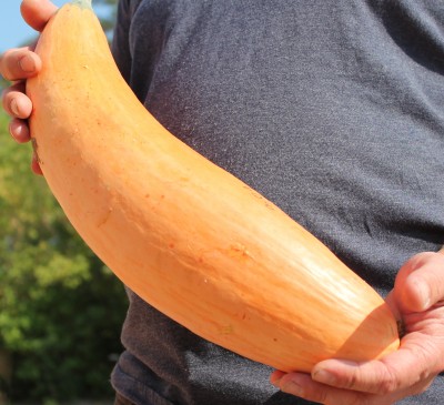Pumpkin Jumbo Pink Banana